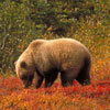 A Brown Bear